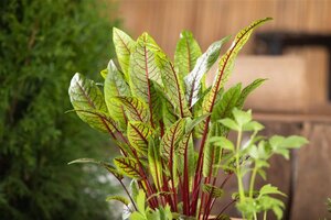 Rumex sanguineus geen maat specificatie cont. 2,0L - image 2