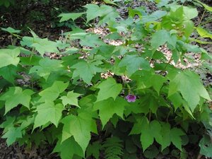 Rubus odoratus geen maat specificatie container - afbeelding 2