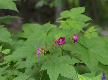 Rubus odoratus geen maat specificatie container - afbeelding 3