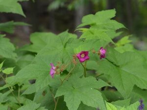 Rubus odoratus geen maat specificatie container - afbeelding 3