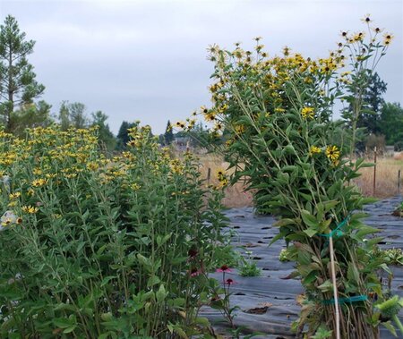 Rudbeckia subt. 'Little Henry' geen maat specificatie 0,55L/P9cm - afbeelding 1