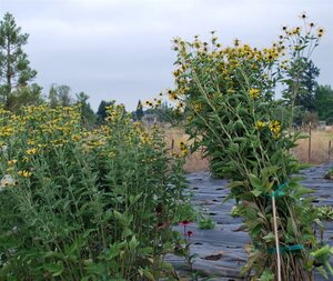 Rudbeckia subt. 'Little Henry' geen maat specificatie 0,55L/P9cm - afbeelding 1