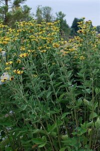 Rudbeckia subt. 'Little Henry' geen maat specificatie 0,55L/P9cm - afbeelding 2