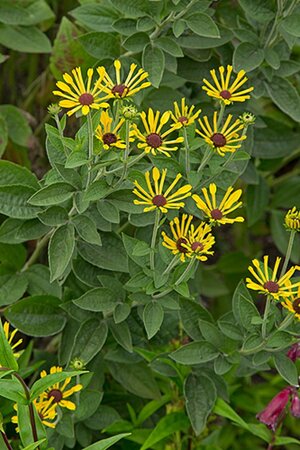 Rudbeckia subt. 'Little Henry' geen maat specificatie 0,55L/P9cm - afbeelding 3