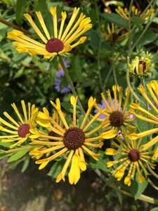 Rudbeckia subt. 'Little Henry' geen maat specificatie 0,55L/P9cm - afbeelding 5
