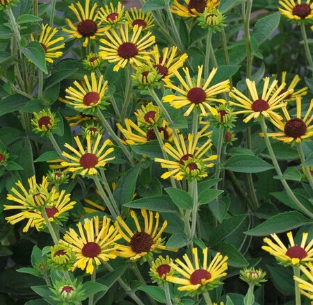 Rudbeckia subt. 'Little Henry' geen maat specificatie 0,55L/P9cm - afbeelding 4