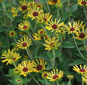 Rudbeckia subt. 'Little Henry' geen maat specificatie 0,55L/P9cm - afbeelding 4