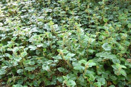 Rubus tricolor geen maat specificatie container