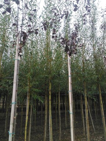 Salix alba 'Chermesina' 14-16 Hoogstam draadkluit 2 X verplant - afbeelding 2