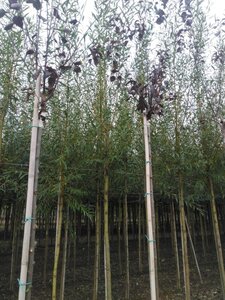 Salix alba 'Chermesina' 14-16 Hoogstam draadkluit 2 X verplant - afbeelding 2