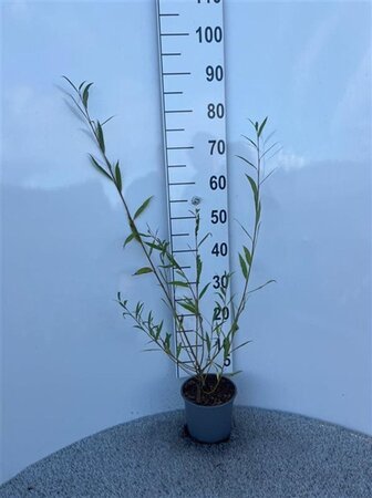 Salix alba 60-80 cm cont. 2,0L