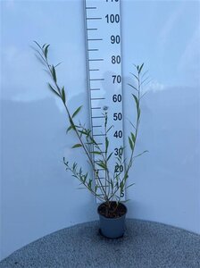 Salix alba 60-80 cm cont. 2,0L