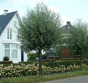 Salix alba 'Liempde' 10-12 Hoogstam wortelgoed