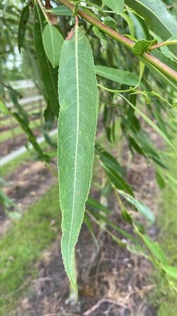 Salix babylonica 12-14 Hoogstam draadkluit 2 X verplant - afbeelding 1