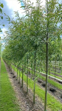 Salix babylonica 12-14 Hoogstam draadkluit 2 X verplant - afbeelding 2