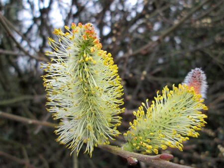 Salix caprea 100-140 cm wortelgoed struik - afbeelding 1