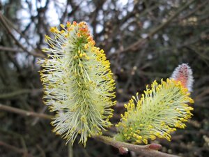 Salix caprea 100-140 cm wortelgoed struik - afbeelding 1