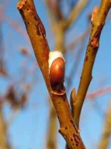 Salix caprea 100-140 cm wortelgoed struik - afbeelding 3