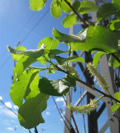 Salix caprea 100-140 cm wortelgoed struik - afbeelding 7