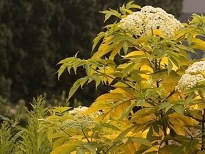 Sambucus canadensis 'Aurea' 60-90 cm wortelgoed 3-4 tak - afbeelding 1