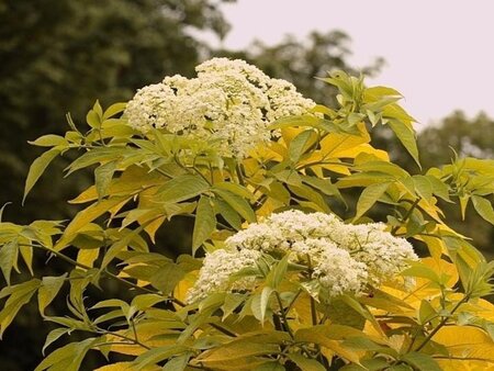 Sambucus canadensis 'Aurea' 60-90 cm wortelgoed 3-4 tak - afbeelding 2