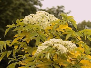 Sambucus canadensis 'Aurea' 60-90 cm wortelgoed 3-4 tak - afbeelding 2