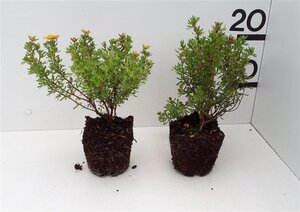 Salix cinerea 125-150 cm wortelgoed 1-jarig bewortelde winter vertakt