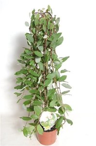 Salix caprea 'Kilmarnock' 60 cm stam cont. 3,0L