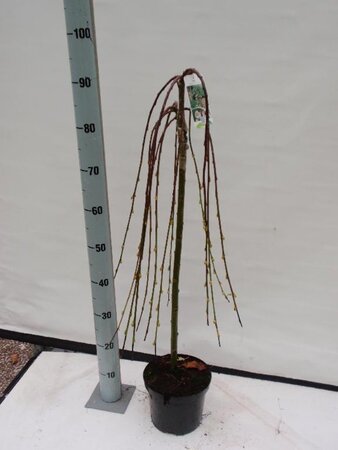 Salix caprea 'Kilmarnock' 60 cm stam cont. 3,0L