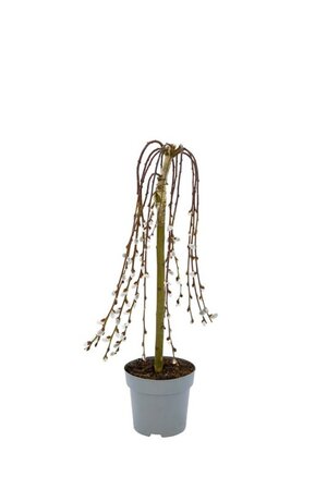 Salix caprea 'Kilmarnock' 60 cm stam cont. 3,0L - afbeelding 1
