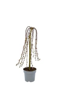 Salix caprea 'Kilmarnock' 60 cm stam cont. 3,0L - afbeelding 1