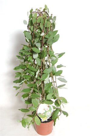Salix caprea 'Kilmarnock' 60 cm stam cont. 3,0L - afbeelding 2