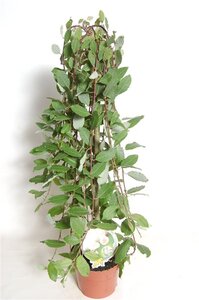 Salix caprea 'Kilmarnock' 60 cm stam cont. 3,0L - afbeelding 2
