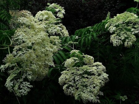 Sambucus canadensis 'Maxima' 60-90 cm wortelgoed 3-4 tak