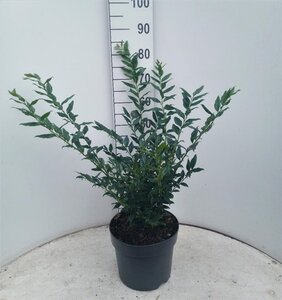 Sarcococca confusa 40-50 cm cont. 7,5L