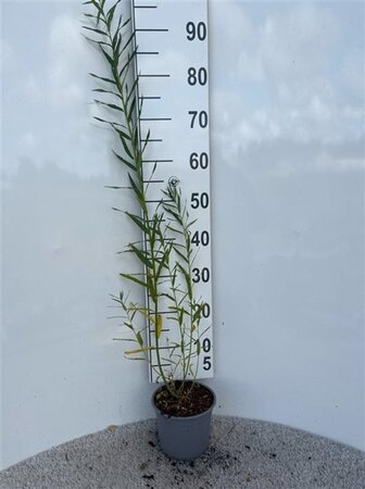 Salix fragilis 60-80 cm cont. 2,0L