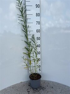 Salix fragilis 60-80 cm cont. 2,0L