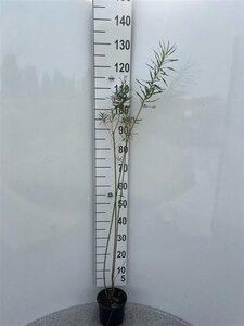 Salix fragilis 80-100 cm cont. 2,0L