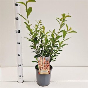 Salix gracilistyla 'Mt. Aso' 40-50 cm cont. 2,5L