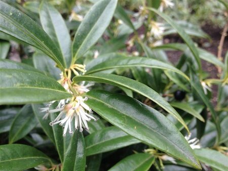 Sarcococca hookeriana humilis 15-20 cm cont. 2,0L