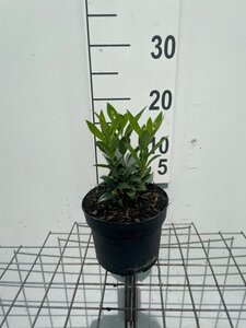 Sarcococca hookeriana humilis geen maat specificatie cont. 2,0L