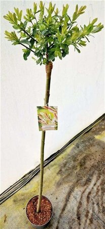 Salix integra 'Hakuro-nishiki' 120 cm stam cont. 5,0L - afbeelding 4