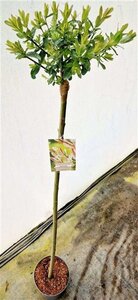 Salix integra 'Hakuro-nishiki' 120 cm stam cont. 5,0L