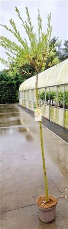 Salix integra 'Hakuro-nishiki' 120 cm stam cont. 5,0L - afbeelding 5