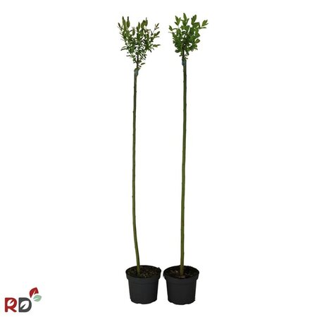 Salix integra 'Hakuro-nishiki' 120 cm stam cont. 5,0L