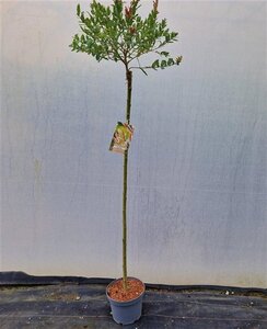 Salix integra 'Hakuro-nishiki' 120 cm stam cont. 5,0L - afbeelding 6