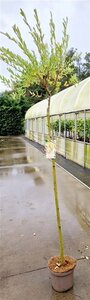 Salix integra 'Hakuro-nishiki' 120 cm stam cont. 5,0L - afbeelding 2