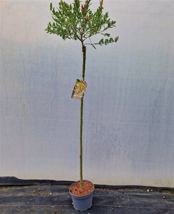 Salix integra 'Hakuro-nishiki' 120 cm stam cont. 5,0L - afbeelding 3