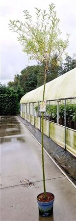Salix integra 'Hakuro-nishiki' 180 cm stam cont. 7,5L - afbeelding 1