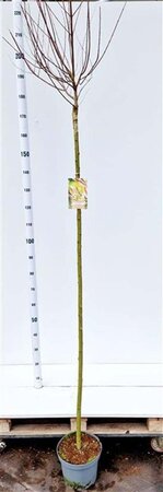 Salix integra 'Hakuro-nishiki' 180 cm stam cont. 7,5L - afbeelding 2